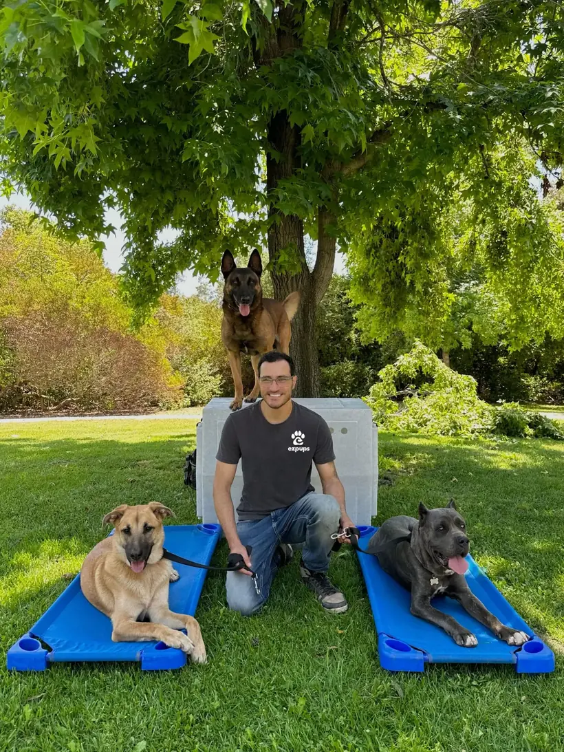 A trainer kneeling between dogs resting on training cots under a tree