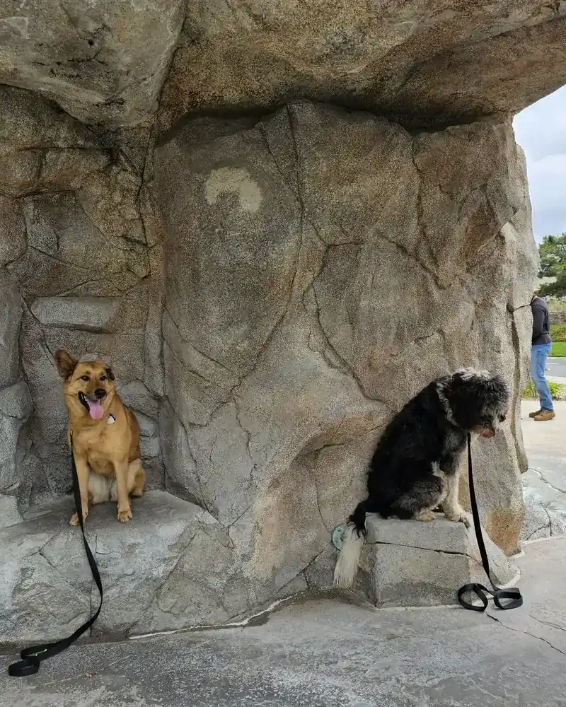 Two dogs sitting calmly a few feet apart under a stone archway on a field trip, leashes on the ground