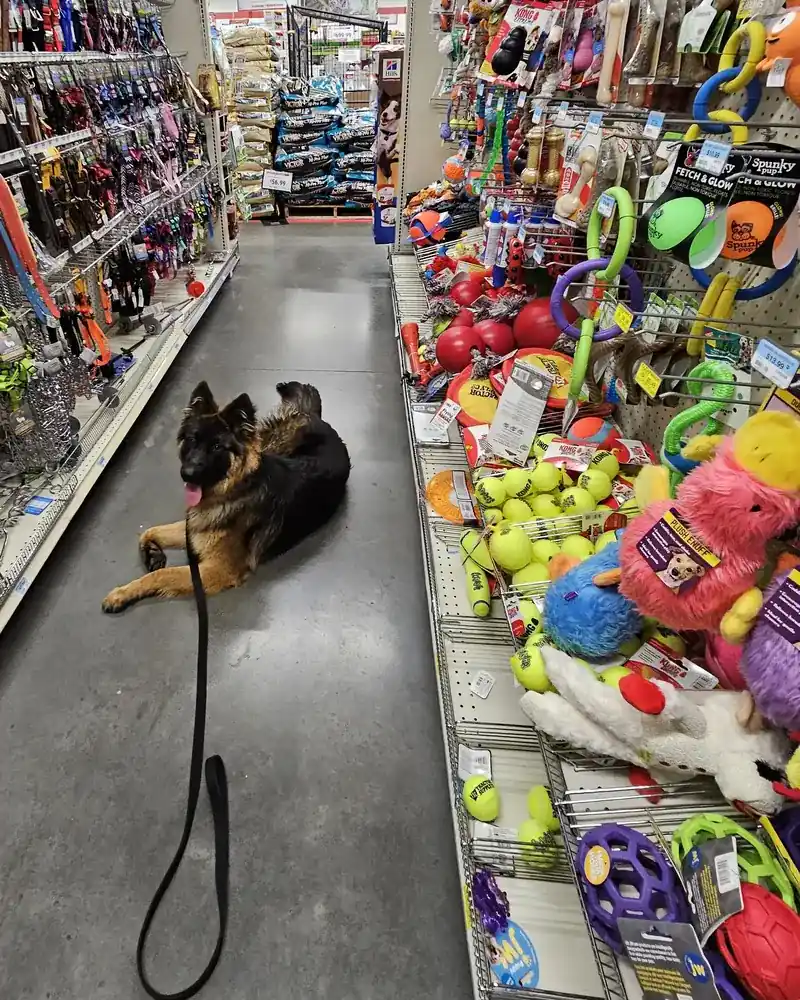 A long-haired German Shepherd lying calmly in a store's pet toy aisle, leash on the floor
