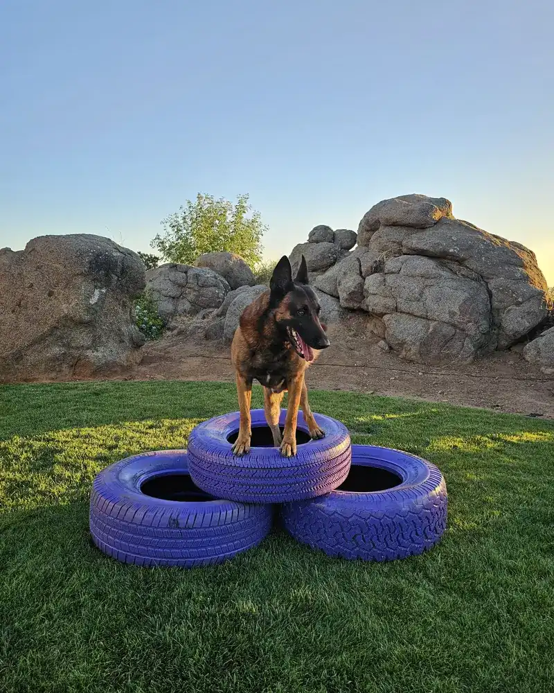 A Malinois standing off-leash on a stack of purple tires in the yard at sunset