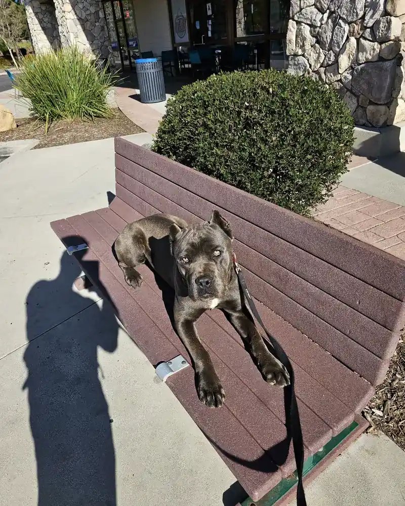 A grey Cane Corso lying calmly on a bench outside a row of shops, leash slack