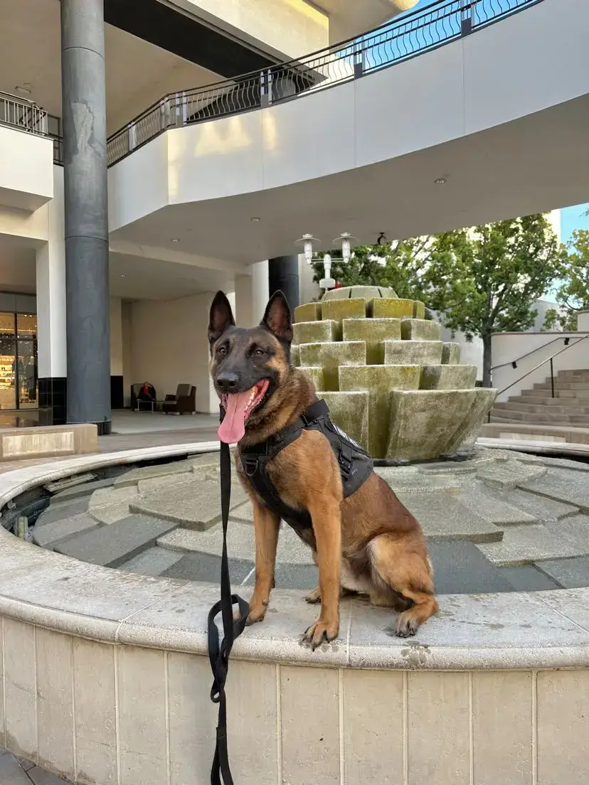 A Malinois holding a sit beside a fountain at a shopping center