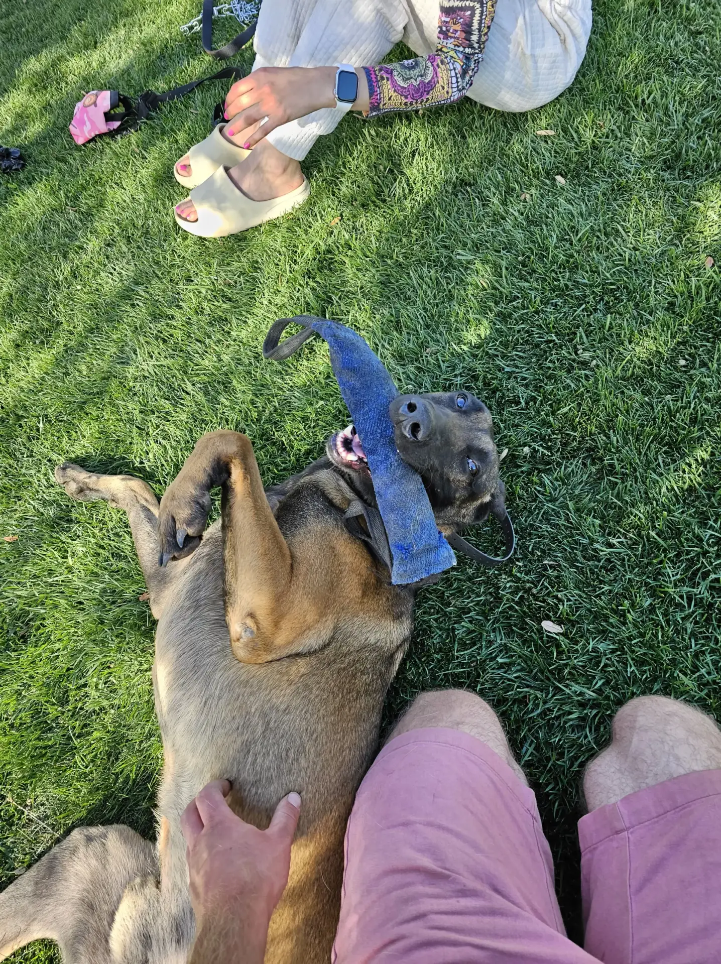 A Malinois lying in the grass, holding a blue tug toy, looking up at its handler