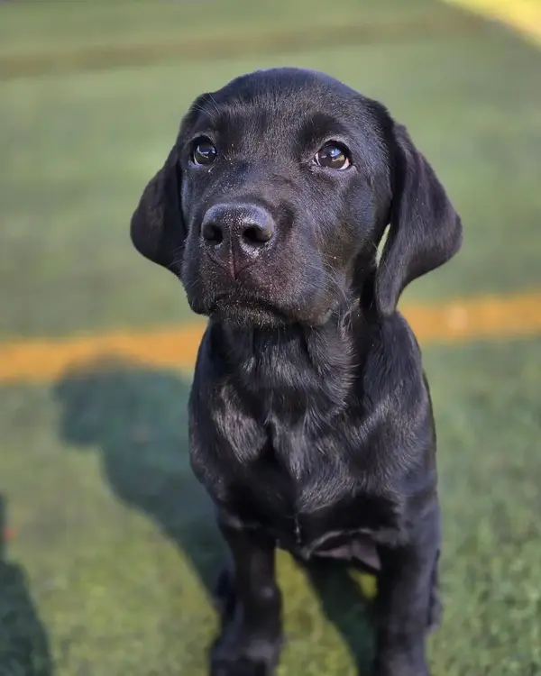 A black lab puppy sitting on turf, looking up