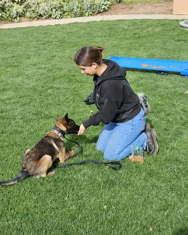A trainer kneeling on the grass, rewarding a German Shepherd puppy lying down on a loose leash