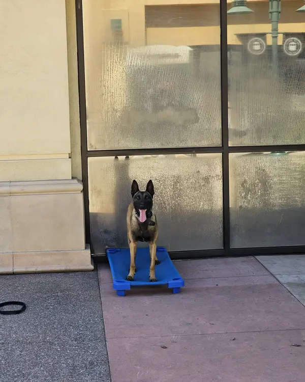 A Malinois sitting on a dog cot outside a shop window, with the leash dropped on the ground