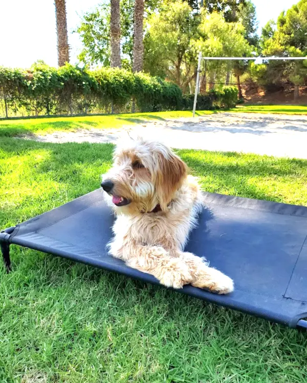 A shaggy doodle lounging on a raised dog cot in the sun