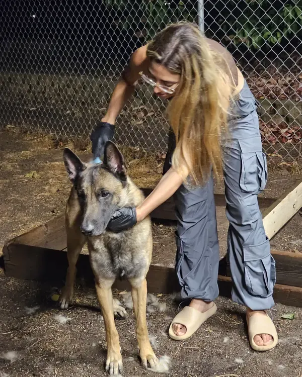 Julia brushing out a Malinois, with a carpet of shed fur on the ground