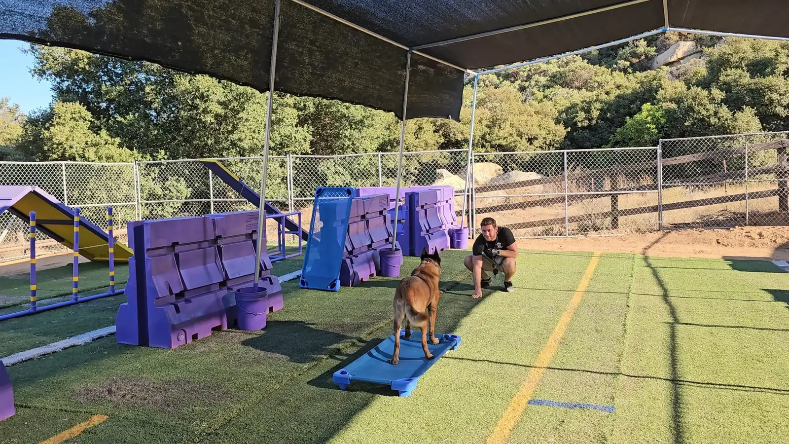 A Malinois standing on a raised training cot in a shaded training yard while a trainer crouches nearby