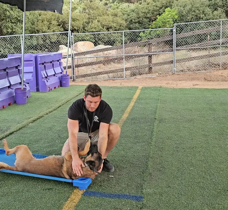 A trainer kneeling on the training field, rubbing the belly of a Malinois lying on a cot