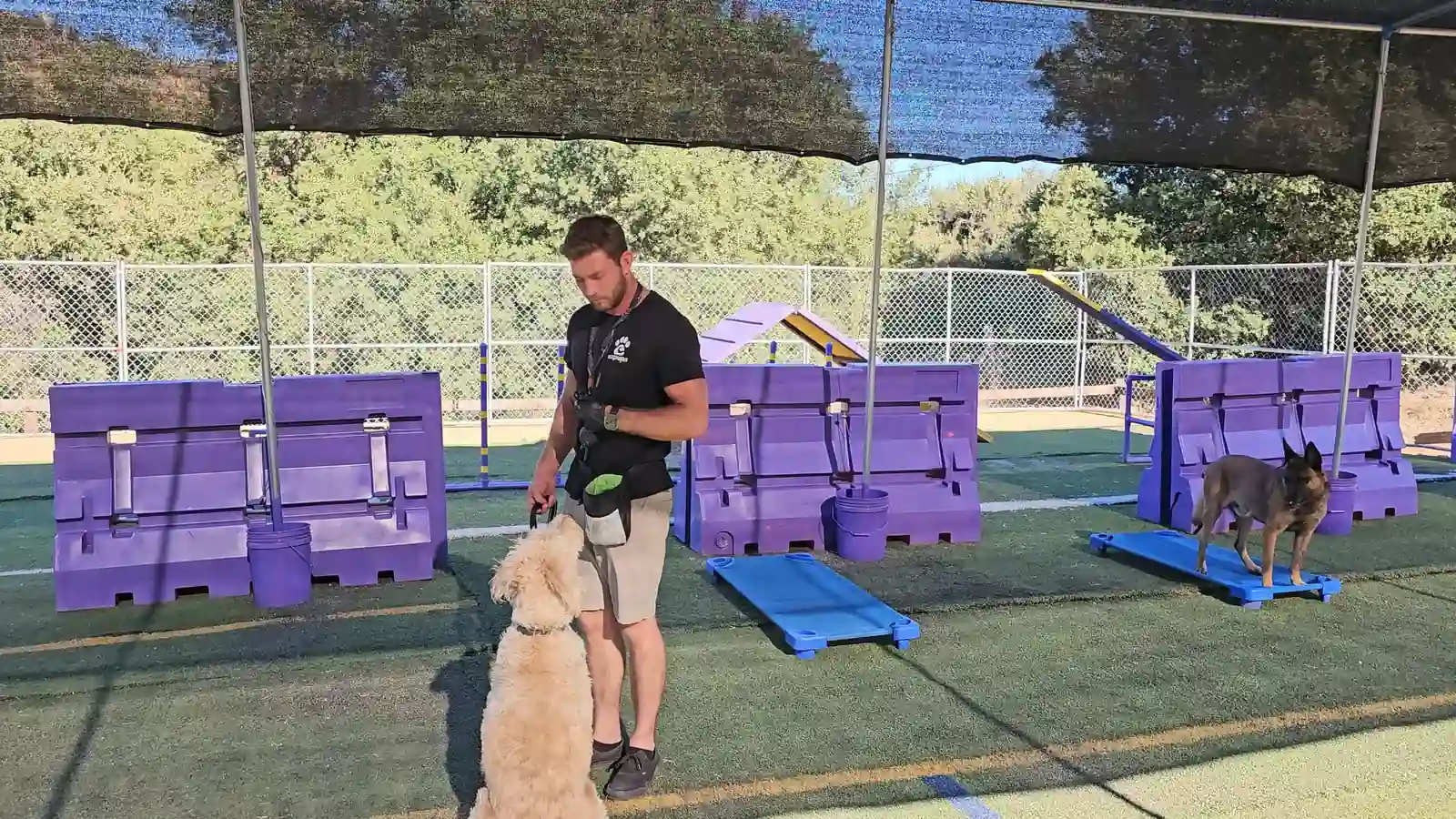 Davin working with a doodle and a Malinois in the EZ Pups training yard